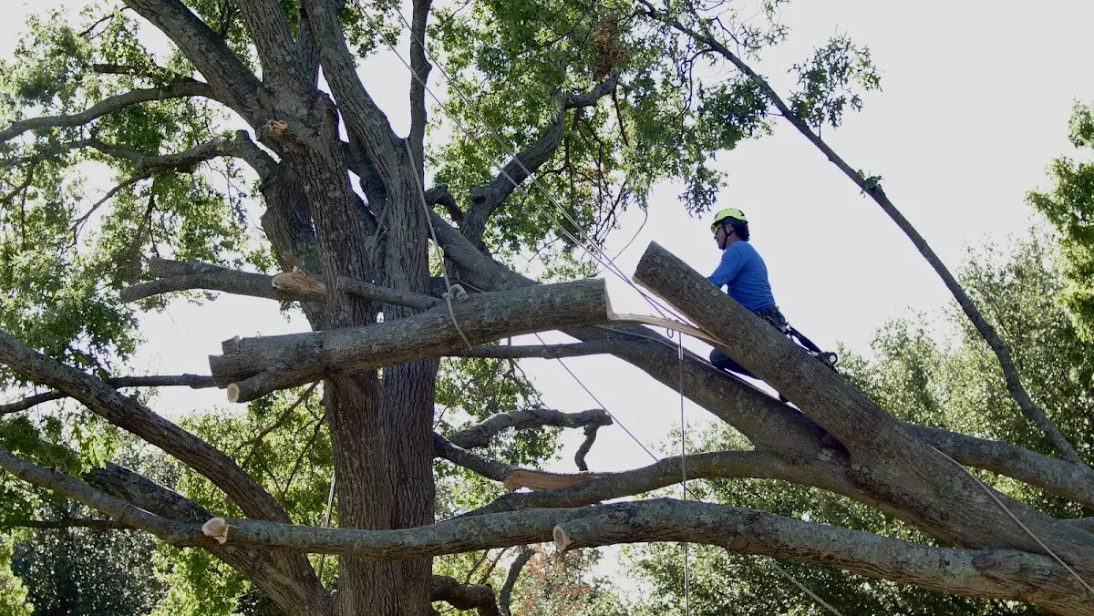 Professional Hazardous Tree Removal performed by certified arborists in Jonesville