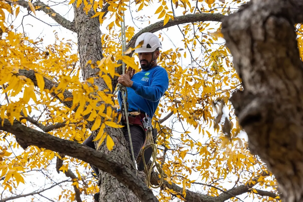 Skilled Tree Pruning crew working in Jonesville