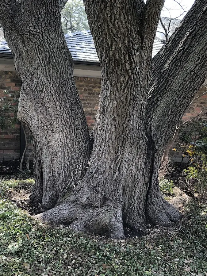 Mature heritage tree close to a Jonesville property cared for by certified arborists